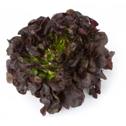 Feuille de chêne Rouge