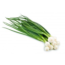 Oignons frais botte