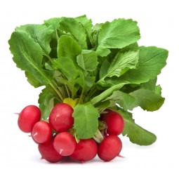 Radis rouge