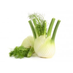 Fenouil