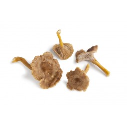 Chanterelle