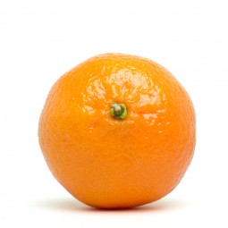 Clémentine Socculente