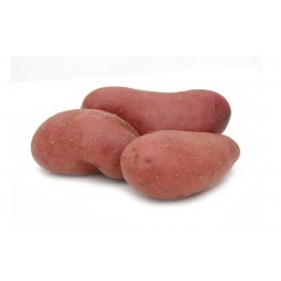 Pomme de terre Roseval